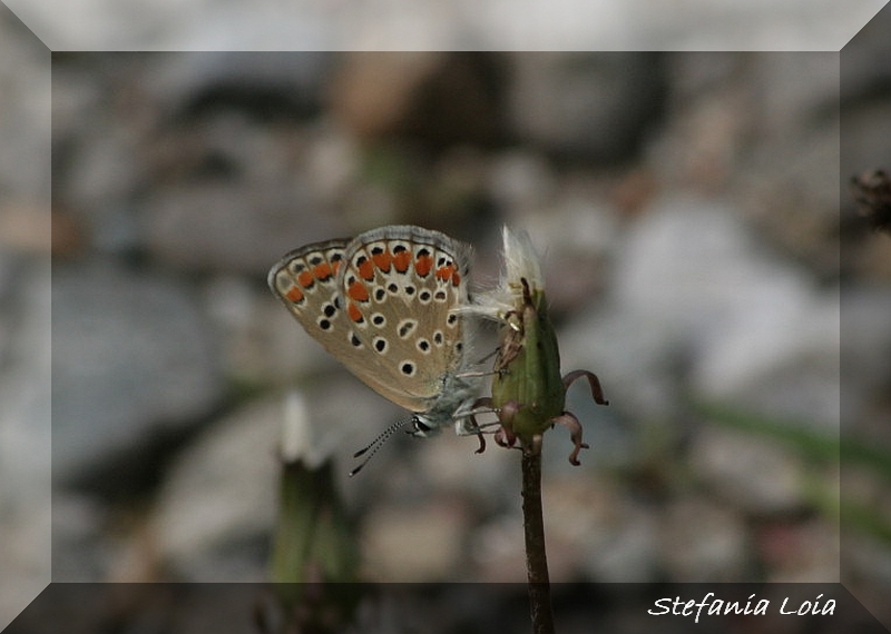 Polyommatus icarus? S